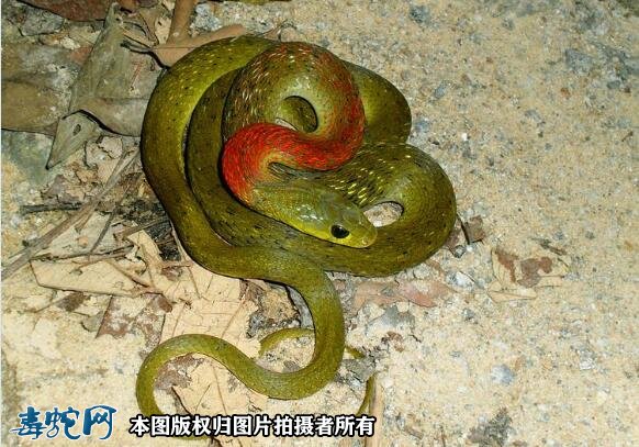 警惕“无毒”红脖游蛇！广西9岁男孩被咬送进ICU