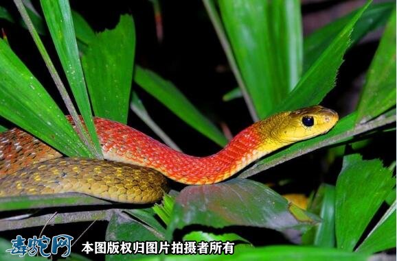 警惕“无毒”红脖游蛇!广西9岁男孩被咬送进ICU