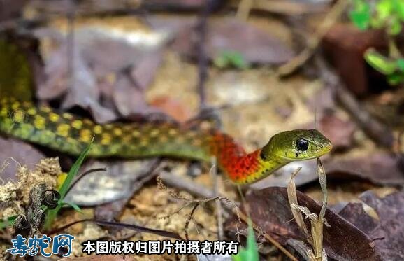 警惕“无毒”红脖游蛇!广西9岁男孩被咬送进ICU