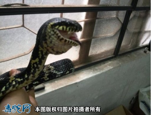 棕黑锦蛇吃什么?