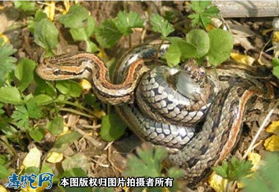 水蛇与泥蛇有什么区别？