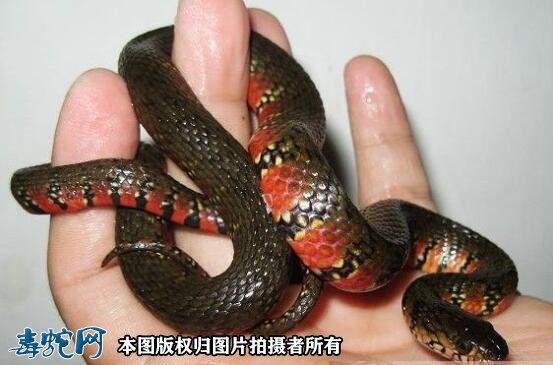 水蛇与泥蛇有什么区别?