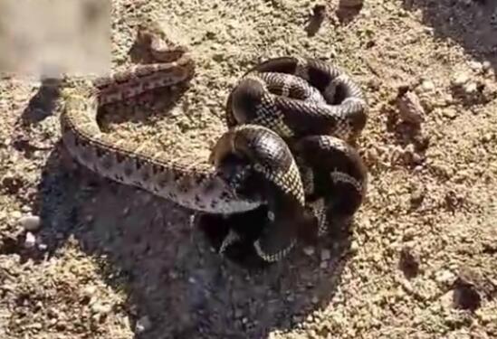 加州王蛇生吞响尾蛇