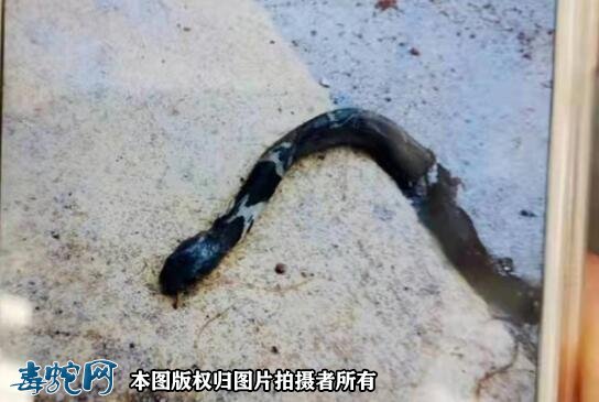 佛山男子“打死”眼镜蛇后凑近看遭暴起反击!