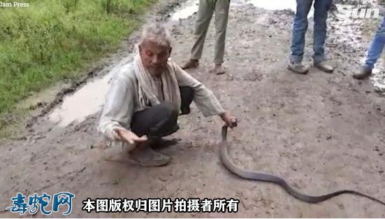 印度一捕蛇人声称对蛇毒免疫！却被眼镜蛇咬伤身亡！