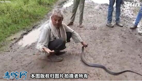 印度一捕蛇人声称对蛇毒免疫!却被眼镜蛇咬伤身亡!