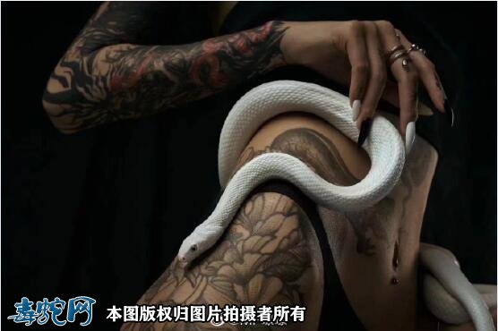 梦见宠物蛇