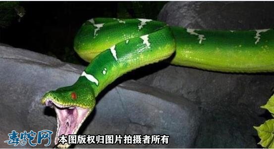 梦见宠物蛇
