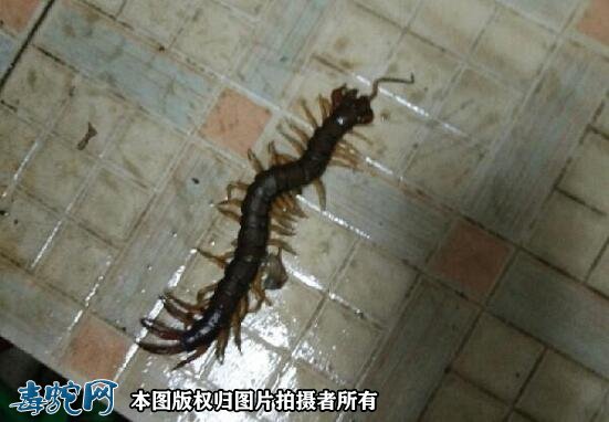 家里出现蜈蚣风水预示?