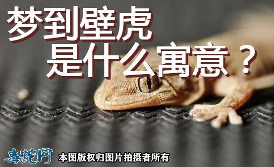 梦到壁虎是什么寓意?
