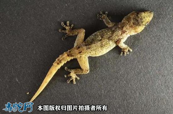 梦到壁虎是什么寓意?