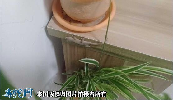 梦到壁虎是什么寓意?