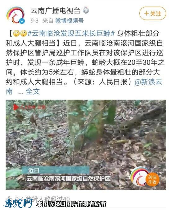 云南临沧惊现5米巨蟒!预计30年蛇龄!