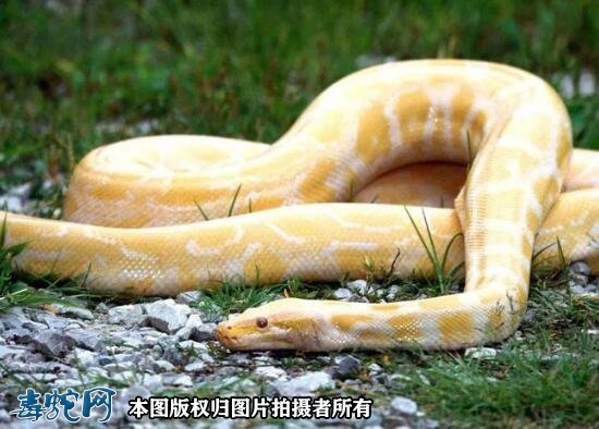云南临沧惊现5米巨蟒!预计30年蛇龄!