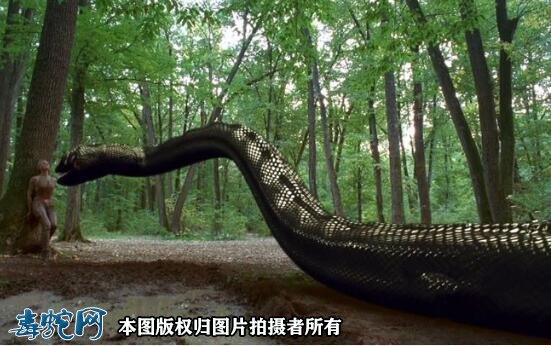 云南临沧惊现5米巨蟒！预计30年蛇龄！