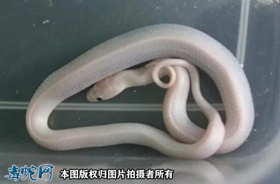 中国允许养的宠物蛇
