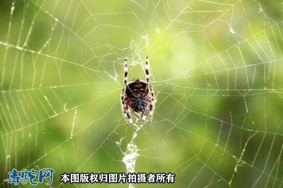 蜘蛛从哪里吐丝?