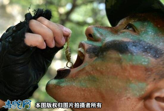 吃蝎子壮阳吗?