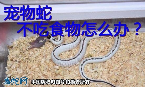 宠物蛇没有胃口不吃食物怎么办?