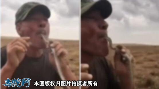 不把毒蛇当回事！俄罗斯男子表演吞毒蛇舌头咬伤后身亡！