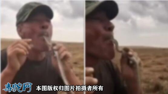 不把毒蛇当回事!俄罗斯男子表演吞毒蛇舌头咬伤后身亡!