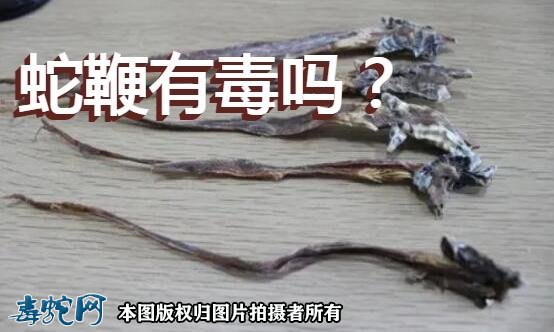 蛇鞭有毒吗?