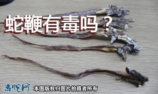 蛇鞭有毒吗？