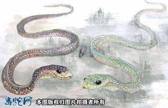 属蛇和属蛇配吗?
