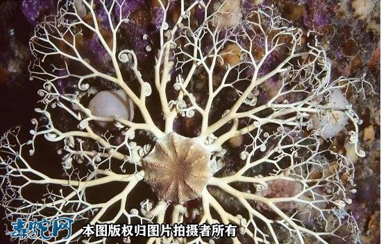 筐蛇尾图片4