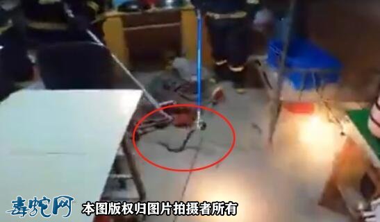 浙江一工厂惊现五步蛇!被称为“烂肉王”!