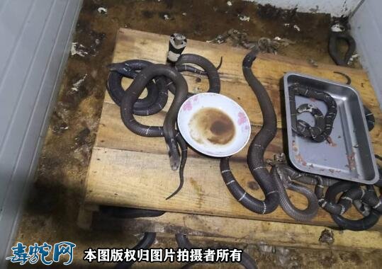 养蛇有什么书吗？