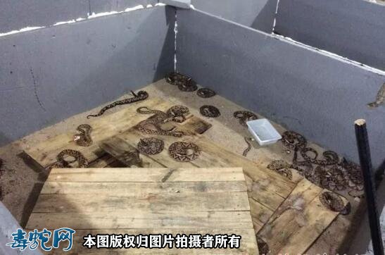 养蛇应选择什么品种才挣钱？