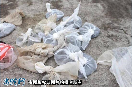 想赚点“快钱”!台州农民家里搜出500多条野生蛇!