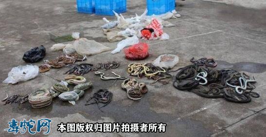 想赚点“快钱”!台州农民家里搜出500多条野生蛇!