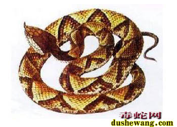 毒蛇新闻