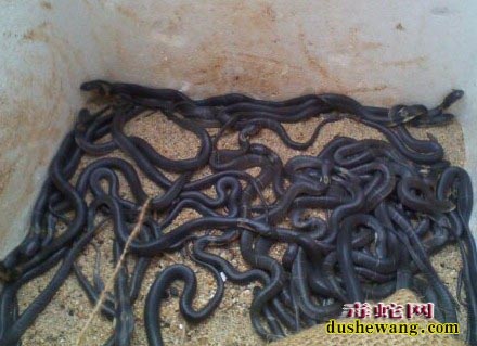养殖的眼镜蛇