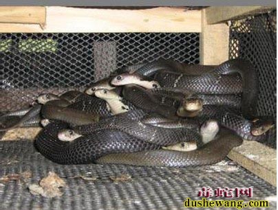 蛇箱养蛇图片