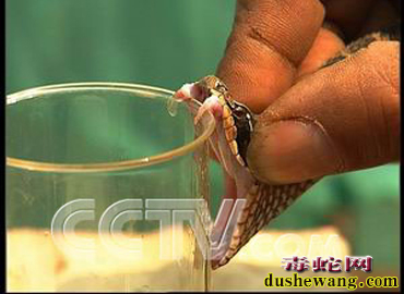 毒蛇养殖