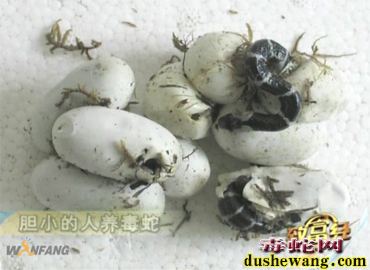 毒蛇养殖