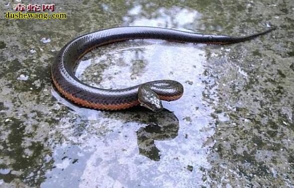 �й�ˮ��ͼƬ1