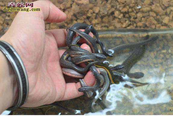 �й�ˮ��ͼƬ2