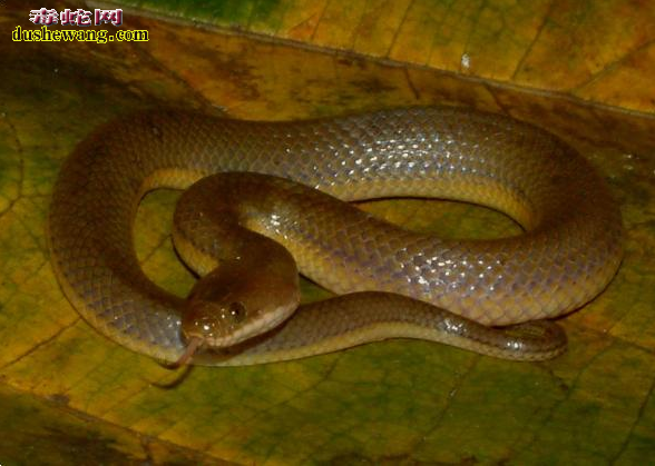 �й�ˮ��ͼƬ3