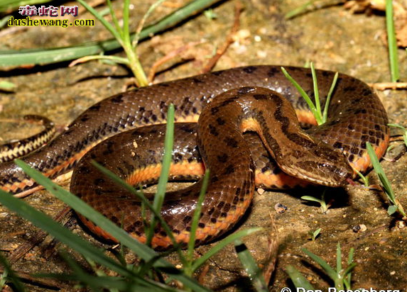 �й�ˮ��ͼƬ4