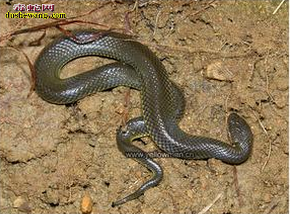 �й�ˮ��ͼƬ5