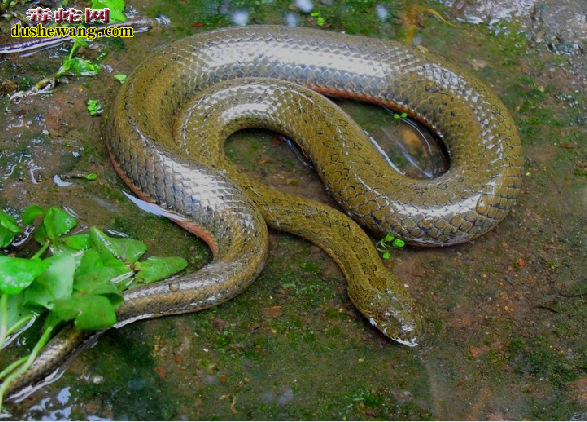 �й�ˮ��ͼƬ6