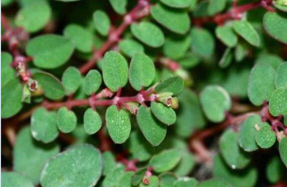 蛇伤草药：千根草简介、飞扬端的功效与...