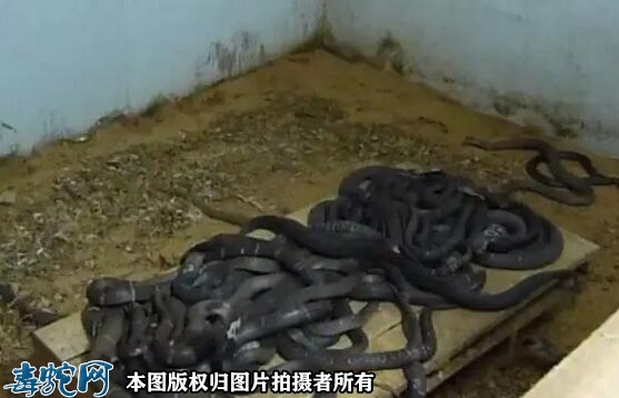 养蛇有什么注意事项？