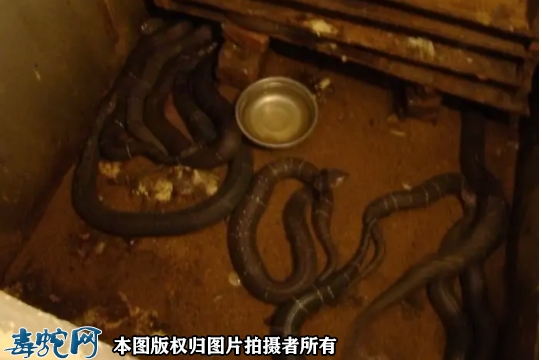 蛇怕消毒水吗？