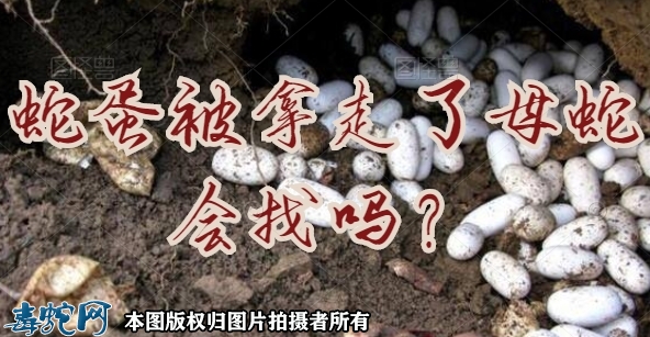 蛇蛋被拿走了母蛇会找吗？
