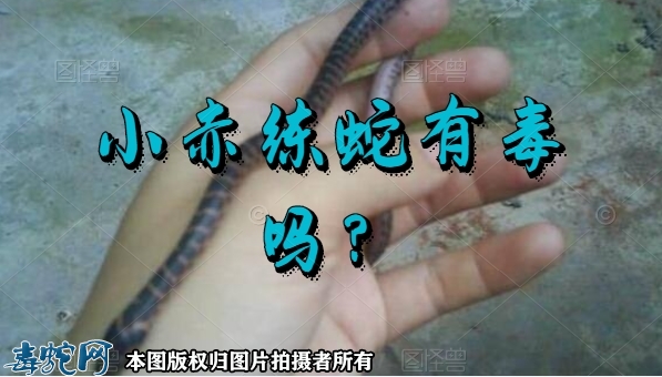 小赤练蛇有毒吗？小赤练蛇图片欣赏！